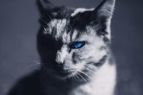 Item #26046832965360609860866363822675472440901155191145999038932145110938078412801 Media