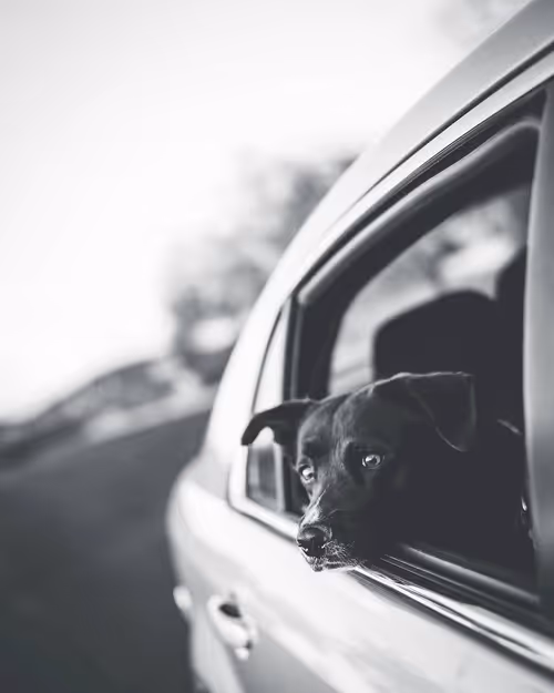 Item #69017446822111679045045995670166594693570264326858051534012552090762700914689 Media