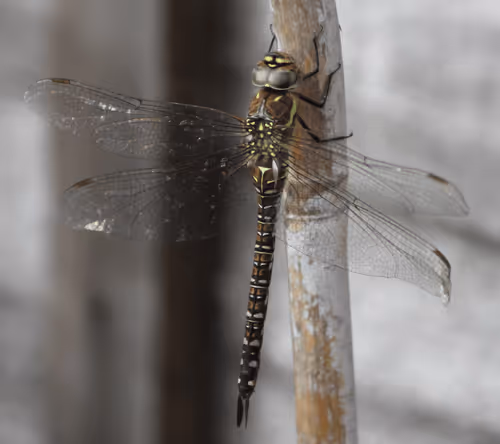 Item #51124555051901614330264480006545612592022390906904121289505624547015562100737 Media