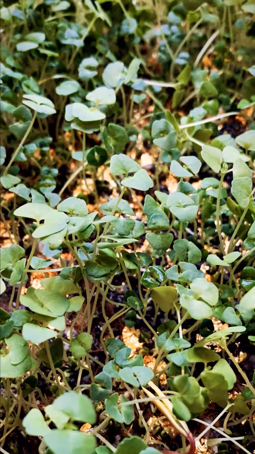 Item #112023108605601249318065536302410732767173682366592262667857165192975521677314 Media