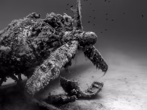 Item #19055507172542008720847652875739134943626923912998575187859622416235133665281 Media