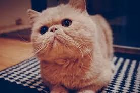 Item #99549815596390946992835045856636934197488847904875272866050998665100639862785 Media