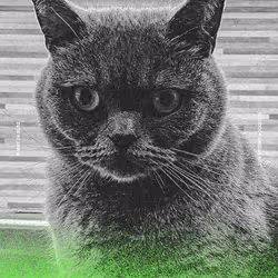 5978613787773959064064561136939516829698711004901919756353002715760428056577