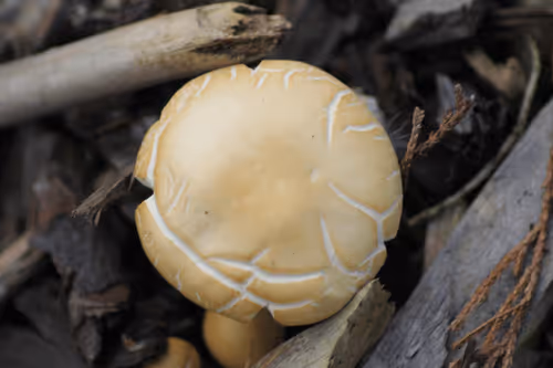 Item #51124555051901614330264480006545612592022390906904121289505624529423376056321 Media