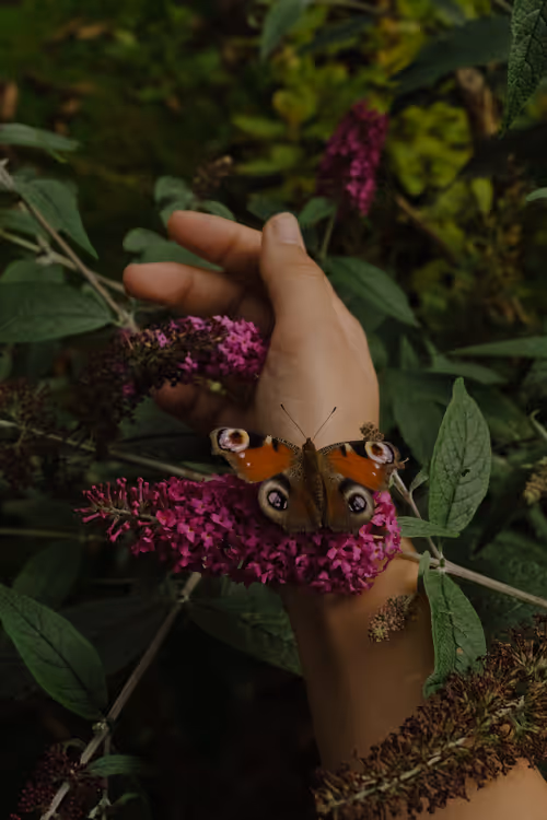 Item #60517015273015201167448896959818064210390269083404328919055338553561743097866 Media