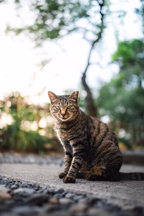 Item #26046832965360609860866363822675472440901155191145999038932145083450287718401 Media