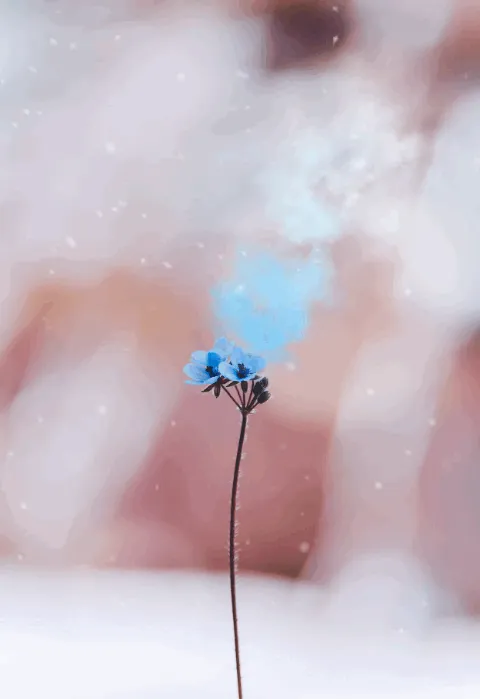 Item #31900271073354632832991890429912638653086322620126594410230774061203783155713 Media