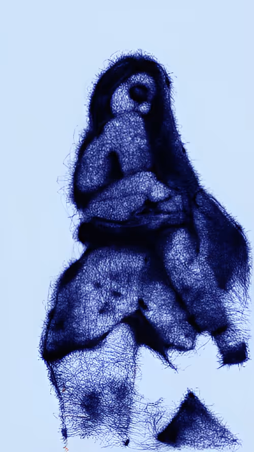 Item #91644785342233751894131984272731929442010955381762149821365608904174415642625 Media