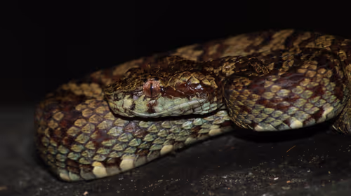 Item #102561797867931923211566826687344037495511031349577863816331597001455084503041 Media