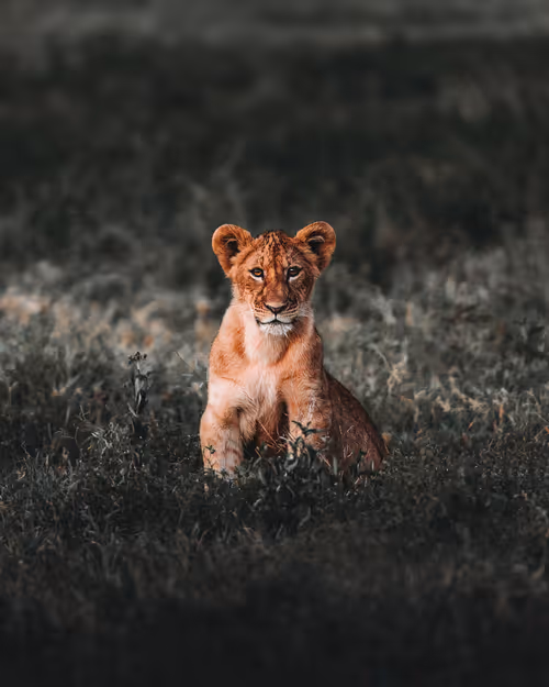 Item #86385672013831146465548650078662187187055141490040132723525304183062416850945 Media