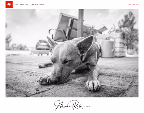 Item #29314157866463614573355053931398882925484977285626546525081320728549147017217 Media