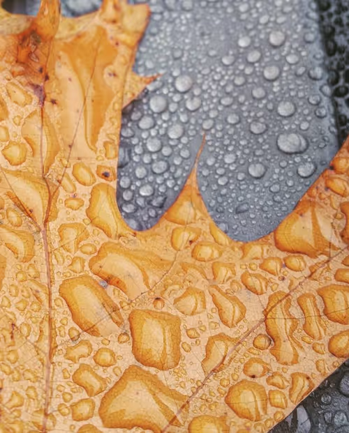 Item #35547100278351488731763920705704692290777172266042510105310327018087008698369 Media