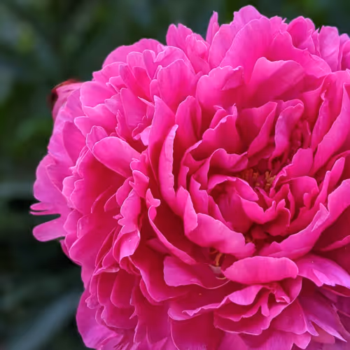 Item #35547100278351488731763920705704692290777172266042510105310327003793357537281 Media