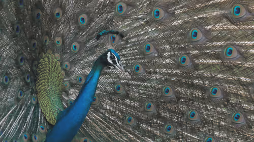 Item #102561797867931923211566826687344037495511031349577863816331596998156549619713 Media