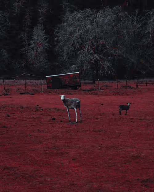 Item #3601436234996315430006013910499200169478742861984113335982183063980922109953 Media