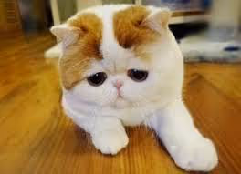 Item #99549815596390946992835045856636934197488847904875272866050998664001128235009 Media