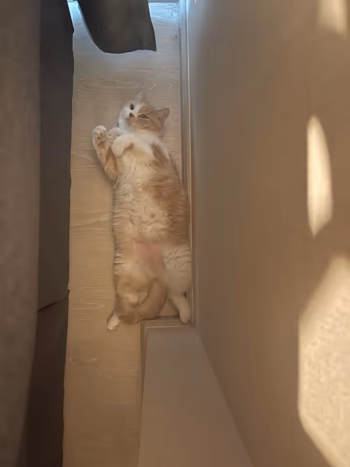 Item #79047718219988039345594950681833445958640052065241860525955727531328460029953 Media