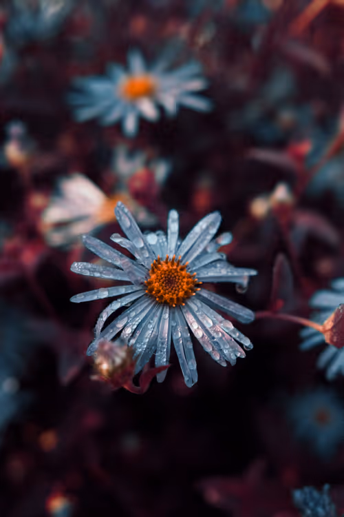 Item #103066555971611021134149055345018438449666255846358212838134356833392129998849 Media