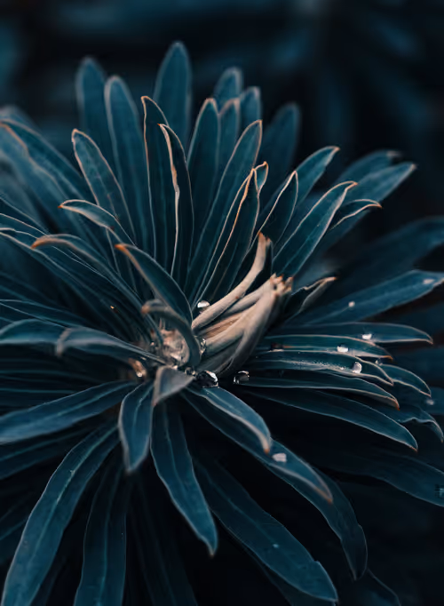 Item #103066555971611021134149055345018438449666255846358212838134356844387246276609 Media