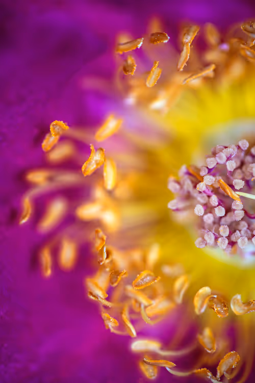 Item #24632583837492670092599633934589483131746797002802219579488358128341892464641 Media