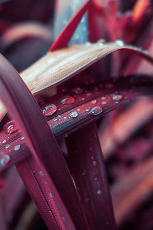 Item #103066555971611021134149055345018438449666255846358212838134356848785292787713 Media