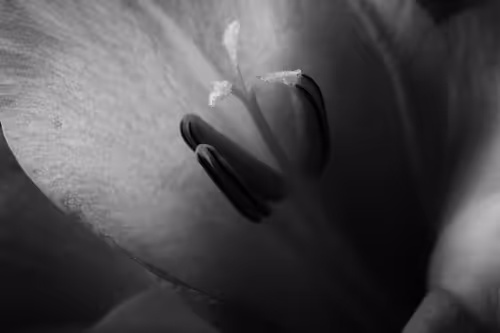 Item #102332330010392241424483100560917049247298654134596954223831831440621679149057 Media