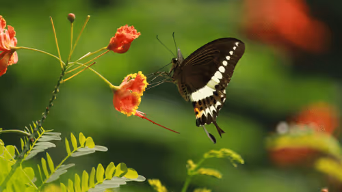 Item #102561797867931923211566826687344037495511031349577863816331597014649224036353 Media