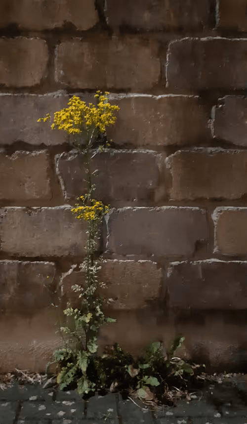 Item #60765739426193746127783937641108679302789226751571846650311572526558456315905 Media