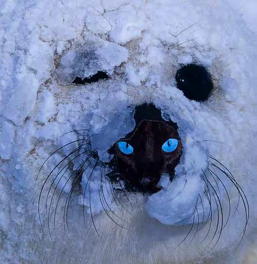 Item #46308592936825769109644823769625478364768345526245600070066391447644800024577 Media