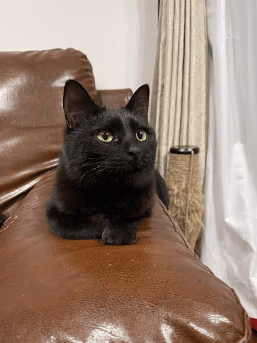 Item #57432309319676179700798702069366385585354272226932054472084541850675427934209 Media