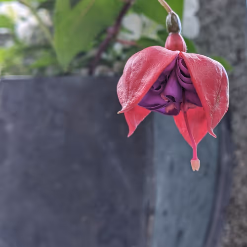 Item #35547100278351488731763920705704692290777172266042510105310327002693845909505 Media