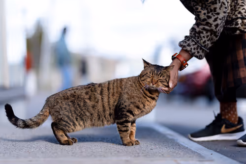 Item #26046832965360609860866363822675472440901155191145999038932145129629776084993 Media