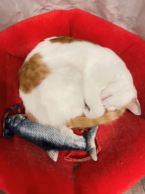 Item #57432309319676179700798702069366385585354272226932054472084541781406195384321 Media