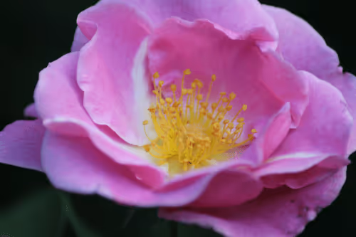 Item #51124555051901614330264480006545612592022390906904121289505624511831190011905 Media