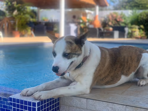 Item #33702909902663765173125565558706299598933986500489819414419707840352049168385 Media