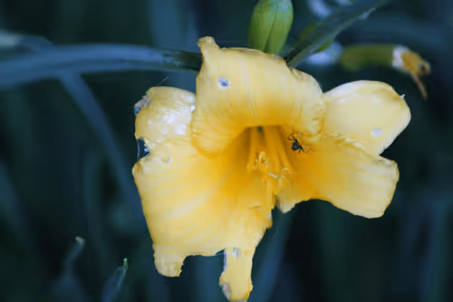 Item #51124555051901614330264480006545612592022390906904121289505624497537538850817 Media