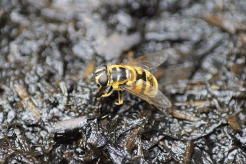 Item #51124555051901614330264480006545612592022390906904121289505624509632166756353 Media