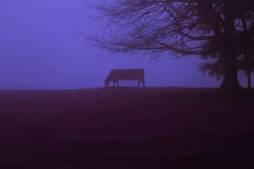 Item #3601436234996315430006013910499200169478742861984113335982183057383852343297 Media