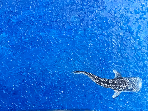 Item #16063632578195886109263647963526763519216037337296869890392316934362830471169 Media