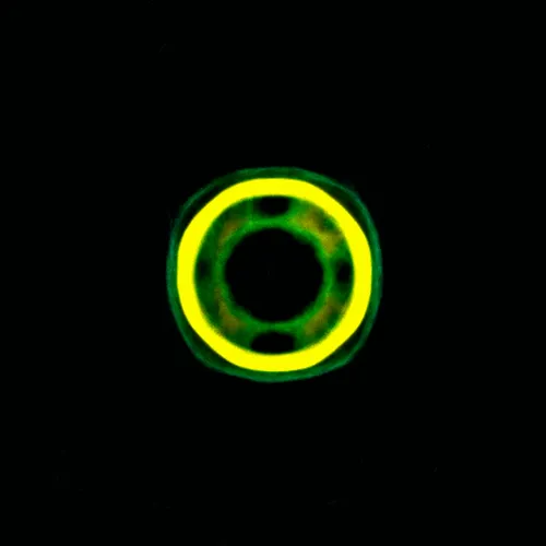 Item #51929734946411346289540790635765095060363125039145709683616697024316310552577 Media