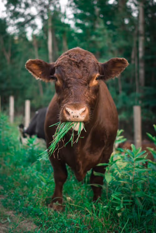 Item #69017446822111679045045995670166594693570264326858051534012552087464166031361 Media