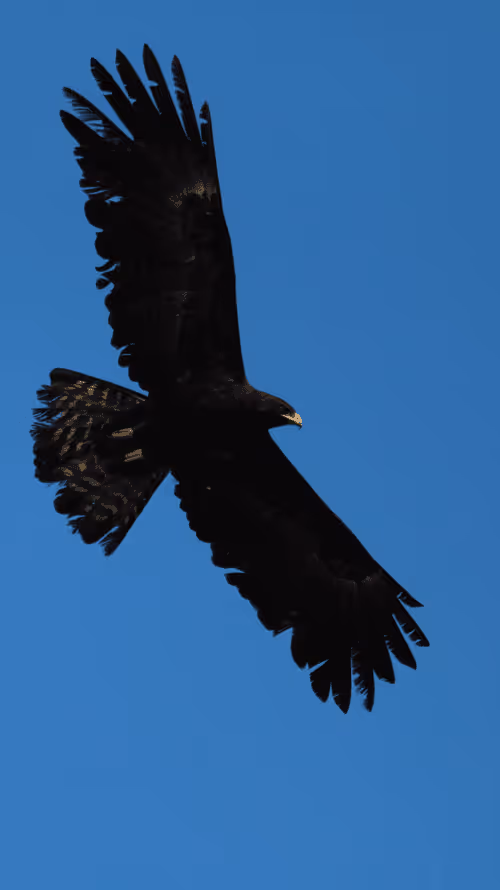 Item #102561797867931923211566826687344037495511031349577863816331596988260944969729 Media