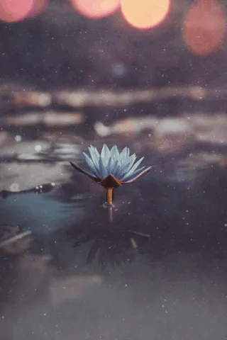 Item #31900271073354632832991890429912638653086322620126594410230774048009643622401 Media