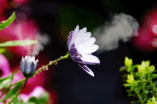 Item #31900271073354632832991890429912638653086322620126594410230774045810620366849 Media