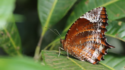 Item #102561797867931923211566826687344037495511031349577863816331597011350689153025 Media