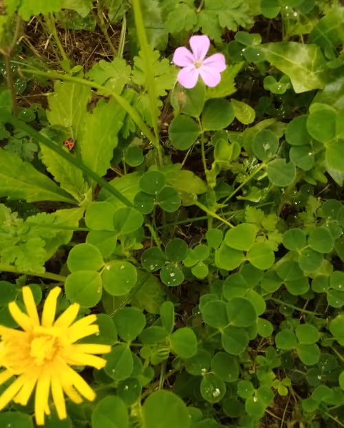 Item #63350567049959438567409292295773397889911639495466485073278012170578643910657 Media