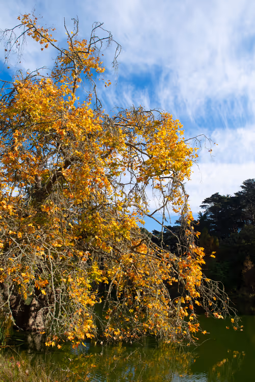 Item #82666956697073059935250471949023285858624698901330742305278420793197531758593 Media