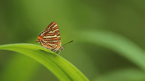 Item #102561797867931923211566826687344037495511031349577863816331596994858014736385 Media