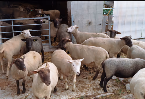 Item #57637116358880253355532068744553761348927083548438341170009746219772265103361 Media