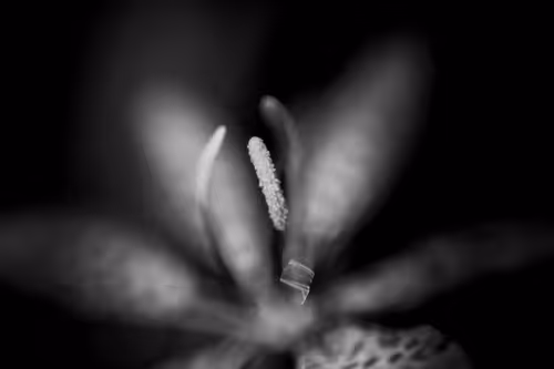 Item #102332330010392241424483100560917049247298654134596954223831831438422655893505 Media